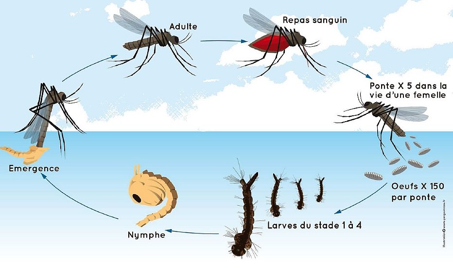 Cycle_Moustique_Tigre