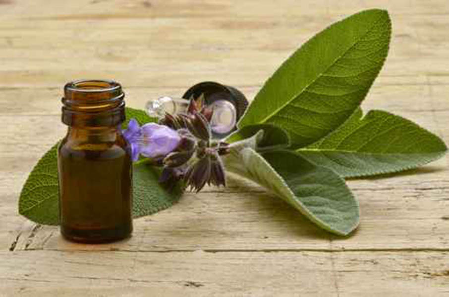 Salvia officinalis Sauge officinale Echter Salbei