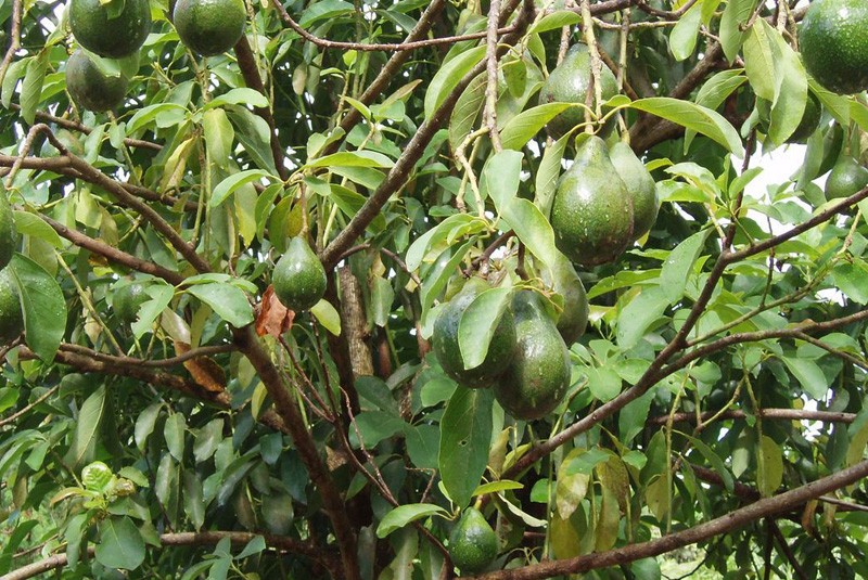 avocatier-avocado-tree-800x535