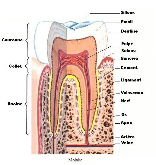 Anatomie-dent1b1