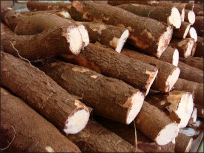 tubercules-de-manioc-1