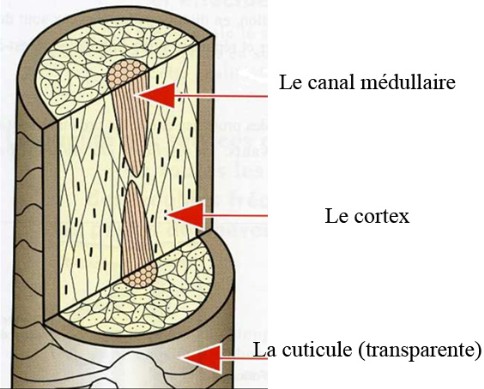 structure-cheveu